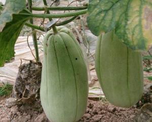 小伙吃脆瓜视频,小伙挑战美味脆瓜，网友直呼过瘾！  第2张