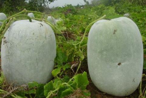 七里吃瓜,揭秘娱乐圈背后的那些事儿  第3张