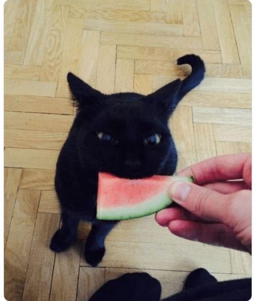 瓜哥吃瓜奇葩喵星人,喵星人生奇遇记  第1张