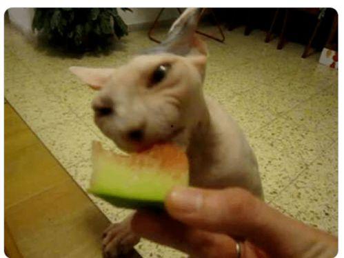 瓜哥吃瓜奇葩喵星人,喵星人生奇遇记  第2张