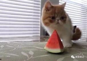 瓜哥吃瓜奇葩喵星人,喵星人生奇遇记  第3张
