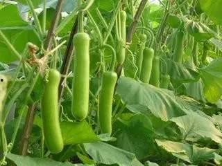 吃瓠瓜血糖,健康饮食新选择  第3张