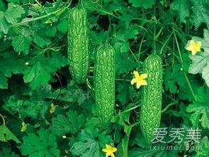 怀孕可以吃凉瓜吗  第3张