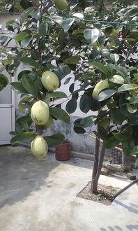 梦见吃树瓜,揭秘吃树瓜的神秘寓意  第1张