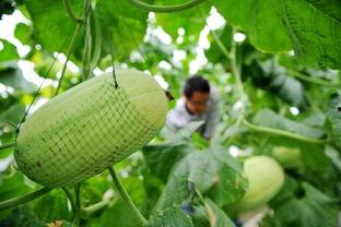 节目吃哈密瓜,哈密瓜盛宴，尽享瓜香四溢的美好时光  第1张