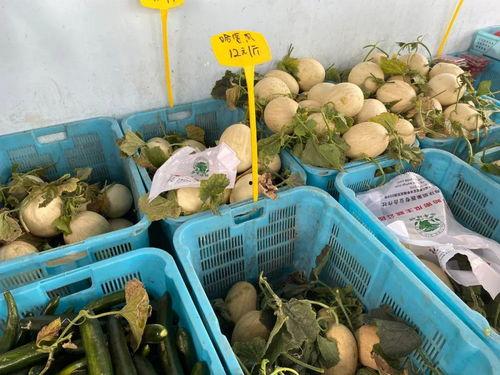 节目吃哈密瓜,哈密瓜盛宴，尽享瓜香四溢的美好时光  第2张