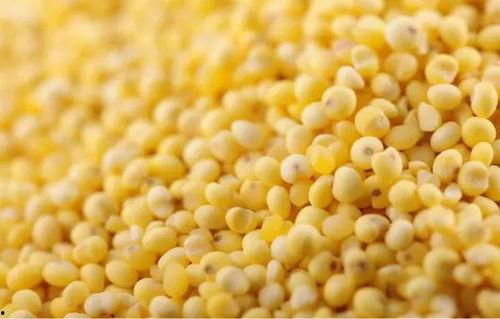 小米99元吃瓜,小米带你吃瓜狂欢  第2张