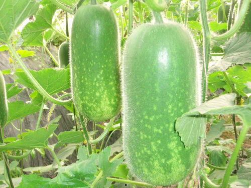 吃瓜闲人图片高清,揭秘网络热议背后的趣味瞬间  第1张