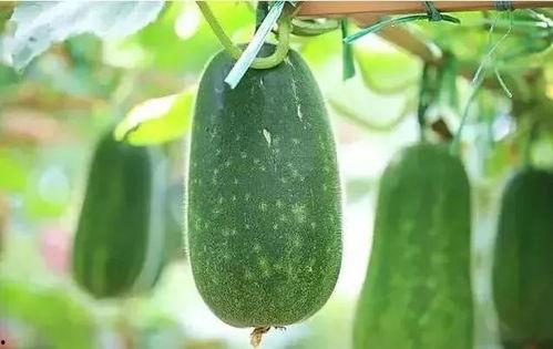 苍玄吃瓜对比,揭秘娱乐圈幕后真相  第2张