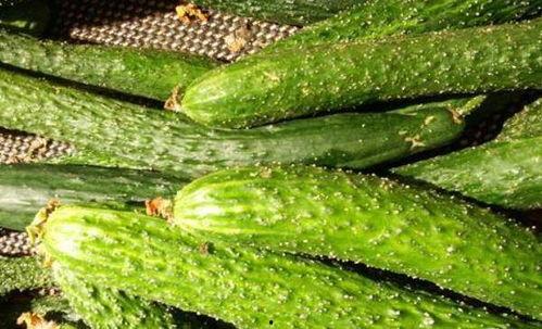 穷吃菜富吃瓜,品味生活变迁的美食之旅  第2张