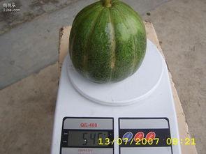 青皮绿肉瓜怎么吃,多汁美味，多样食法探索  第1张