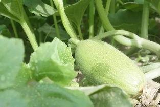 缺水吃啥瓜,探索解渴美食之旅  第2张