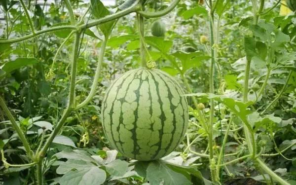 重庆情侣吃瓜事件  第1张