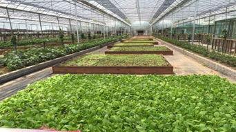 吃瓜乐园团购,畅享美食盛宴，尽享优惠折扣！  第2张