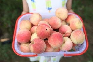 吃瓜乐园团购,畅享美食盛宴，尽享优惠折扣！  第3张