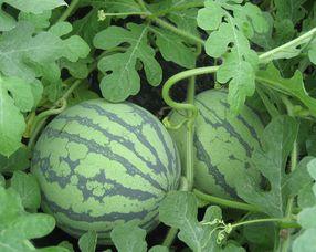 蓝瓜孕妇可以吃吗,安全与营养两不误  第3张