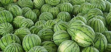 吃瓜的夏天,炎炎夏日，尽享清凉美味  第1张