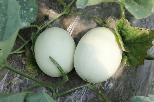 吃玉菇蜜瓜视频  第2张