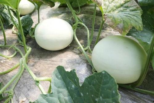 吃玉菇蜜瓜视频  第3张