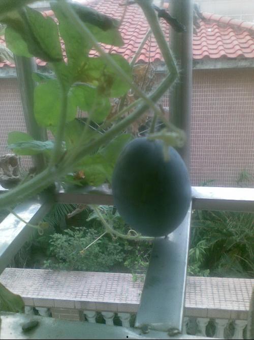 在自家阳台吃瓜,家的味道，夏日的悠闲时光  第1张