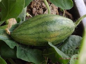 在自家阳台吃瓜,家的味道，夏日的悠闲时光  第2张