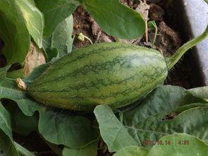 在自家阳台吃瓜,家的味道，夏日的悠闲时光  第3张