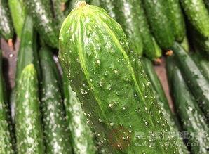 吃蔬瓜有什么好处,健康生活必备的五大益处揭秘”  第3张