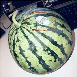 早期网红吃瓜,揭秘网络红人幕后故事  第3张