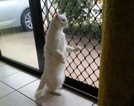 带你吃瓜猫雕像,带你领略“吃瓜猫”雕像的独特魅力  第2张