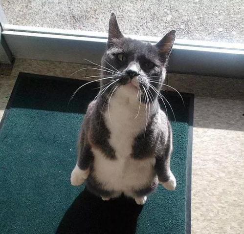 带你吃瓜猫雕像,带你领略“吃瓜猫”雕像的独特魅力  第3张