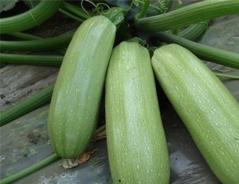 吃老瓜好处,揭秘吃老瓜的五大益处  第1张