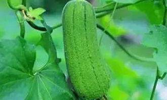 吃老瓜好处,揭秘吃老瓜的五大益处  第2张