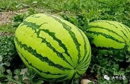 小家吃瓜,揭秘日常生活中的趣味八卦  第2张