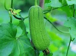 减肥水瓜怎么吃,水瓜减肥食谱，教你如何科学食用  第3张