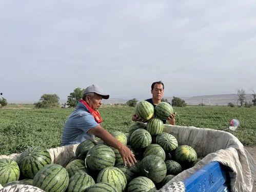 莱芜区吃瓜  第3张