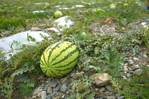 吃瓜多种视频  第1张