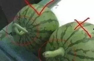 会长吃瓜后花园  第1张