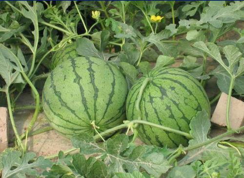 高中吃瓜事件,揭秘高中吃瓜事件的背后真相  第3张