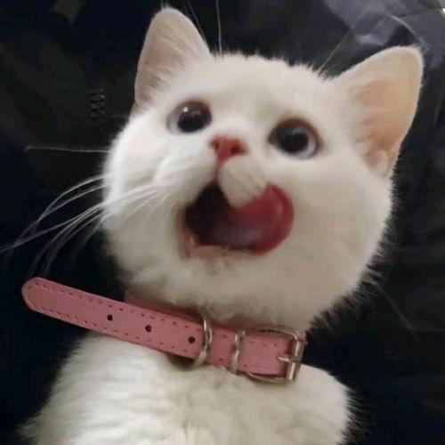 吃瓜可爱图片大全,可爱吃瓜图片大盘点  第1张