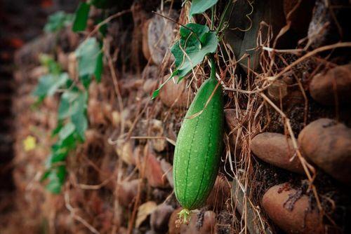 顶呱呱吃瓜  第3张