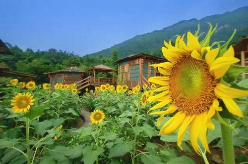 吃瓜驿站追风者,揭秘追风者背后的故事与真相  第3张