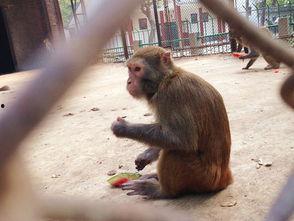 猴子吃瓜歌曲,趣味横生的夏日音乐狂欢  第1张