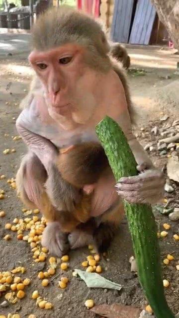 猴子吃瓜歌曲,趣味横生的夏日音乐狂欢  第2张