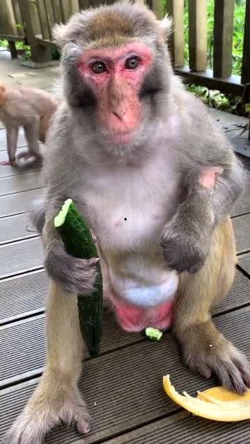 猴子吃瓜歌曲,趣味横生的夏日音乐狂欢  第3张