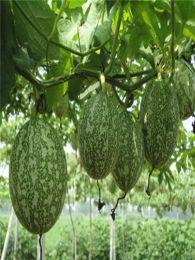 方瓜不能经常吃  第1张