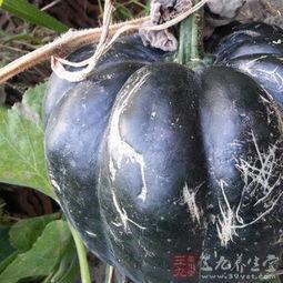 方瓜不能经常吃  第2张