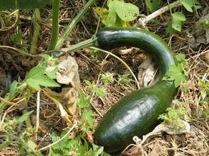 方瓜不能经常吃  第3张