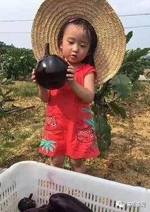 高明吃瓜视频大全最新,揭秘娱乐圈幕后故事  第1张