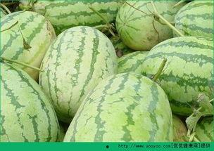 早晨吃大瓜  第1张