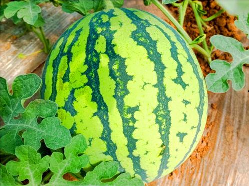 网络在线吃瓜  第3张